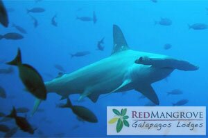 Red Mangrove Galapagos and Ecuador Lodges opens dive lodges in Galapagos